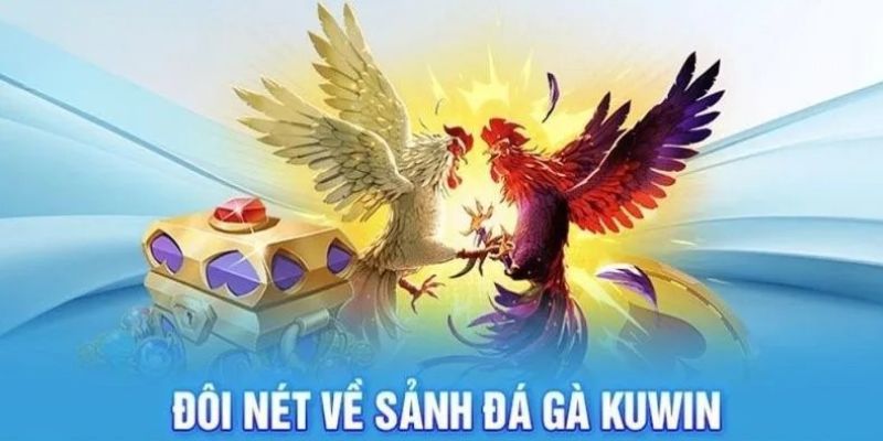Sảnh đá gà Kuwin quy tụ chiến kê đỉnh cao