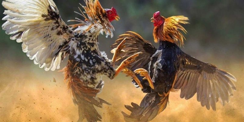 Giới thiệu sân chơi dành cho những anh em đam mê đá gà RR88